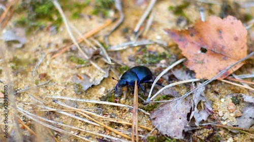 Cute shy beetle emerging from under a leaf and walking away common european dung beetle Geotrupinae photo