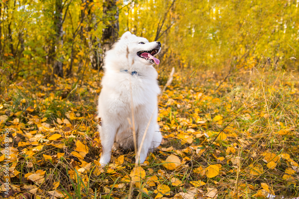 Portrait of white Samoyed dog on a background of autumn foliage Portrait of white Samoyed dog on a background of autumn foliage