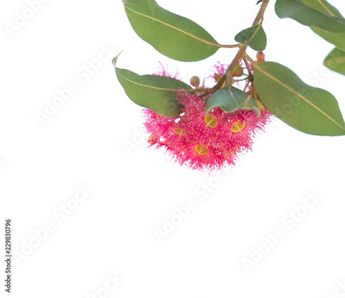 Blossoming eucalyptus tree branch, isolated on white background