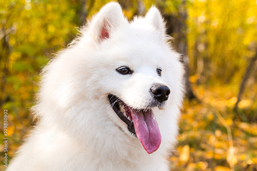 Portrait of white Samoyed dog on a background of autumn foliage Portrait of white Samoyed dog on a background of autumn foliage