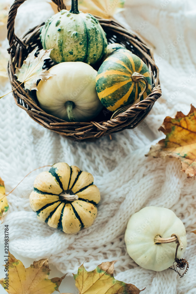 Autumn leaves and small decorative pumpkins on warm cozy knit sw Autumn leaves and small decorative pumpkins on warm cozy knit sw