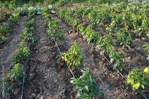 Cultivation of sweet pepper with drip irrigation