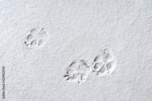 Cat paw prints in the snow.