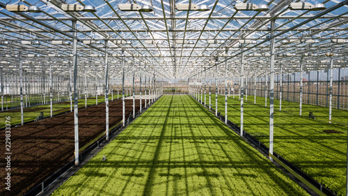 Fresh green and red lettuce salad growing in the big modern greenhose. Hydroponic vegetable farm. Organic healthy food photo