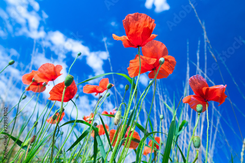 Fototapeta Naklejka Na Ścianę i Meble -  The flowers of the red poppies in the green grass on meadow. Blue sky with cumulus clouds. Magic summertime in the small dept of field landscape. Concept theme: Nature. Climate. Ecology.
