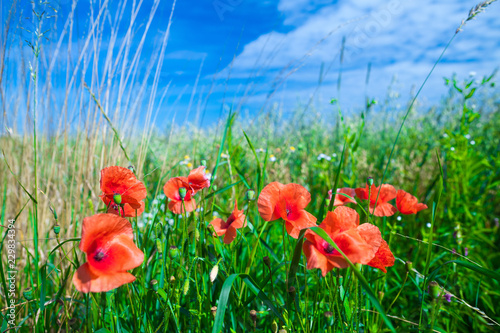 Fototapeta Naklejka Na Ścianę i Meble -  The flowers of the red poppies in the green grass on meadow. Blue sky with cumulus clouds. Magic summertime in the small dept of field landscape. Concept theme: Nature. Climate. Ecology.