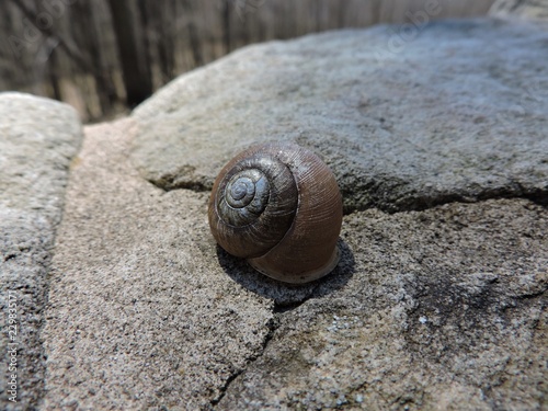 snail on rock © MWPerspective