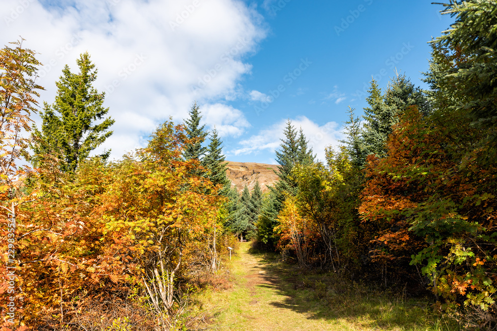 Fototapeta premium Landscape view of orange foliage autumn fall season, pine tree forest trail hiking path in Iceland Golden Circle, Laugarvatn