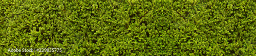Hedge composed of thousands of yew branches. A natural wall of green.