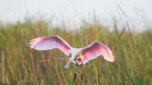 Roseate spoonbill flying and landing in South Florida Everglades marsh swamp wetland. Shot in slow motion.