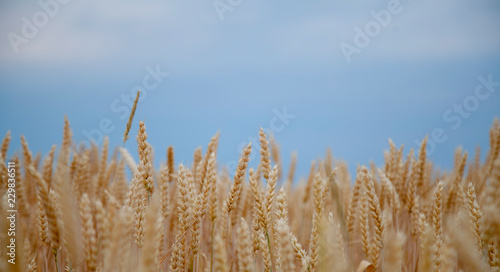 Wheat background. Industrie  food  agriculture concept.