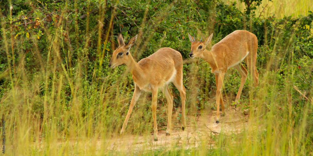 A pair of Oribi