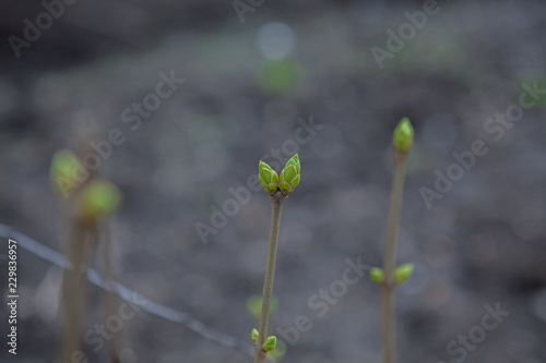 Closeup of twigs with leaf buds ready to burst on the black ground background