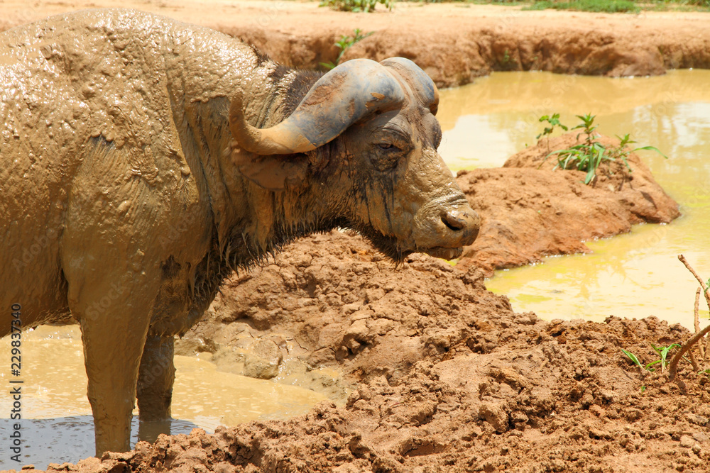 Fototapeta premium Angry Cape Buffalo