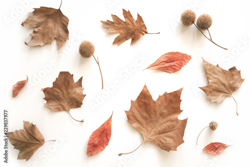 Autumn top view flat lay with copy space for text. Different types of fall dried leaves isolated on white from above. 
