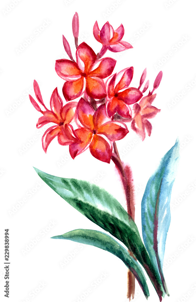 Tropical flower Plumeria(frangipani), watercolor painting on white background, isolated. Tropical flower Plumeria(frangipani), watercolor painting on white background, isolated.