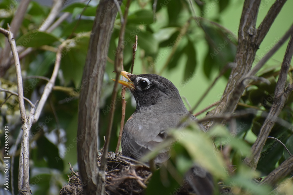 Song Birds and Chicks Song Birds and Chicks