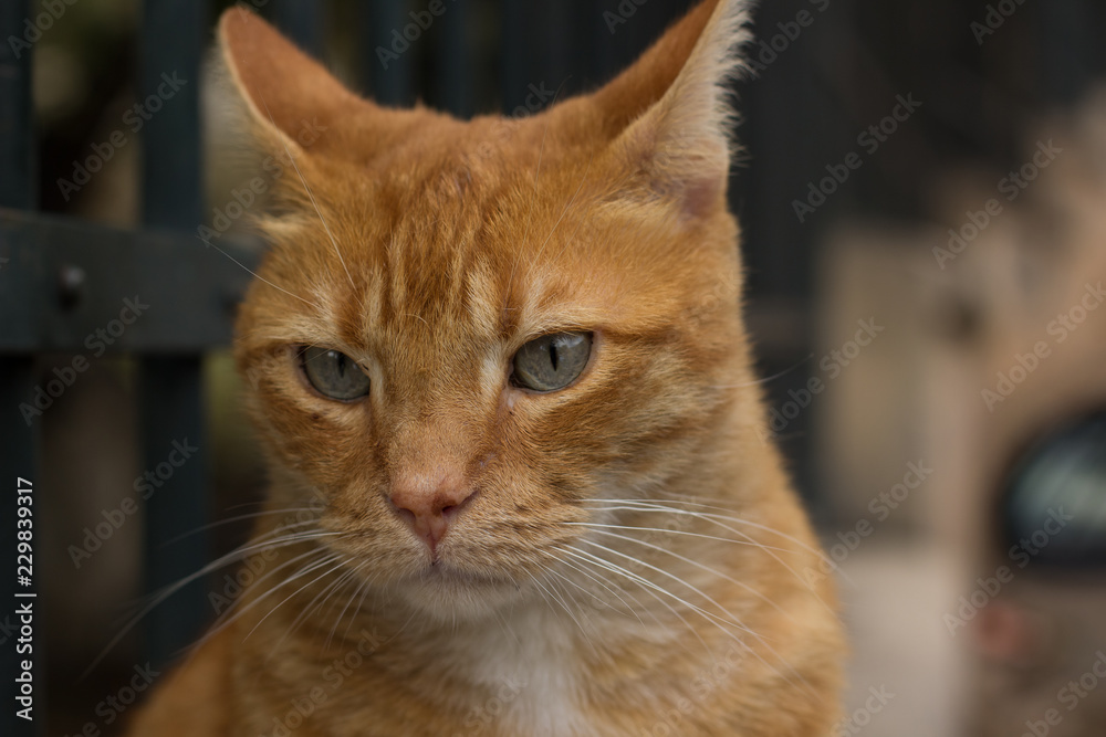 soft focus red sad cat looking side ways