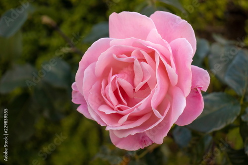 Fototapeta Naklejka Na Ścianę i Meble -  A large pink rose in autumn