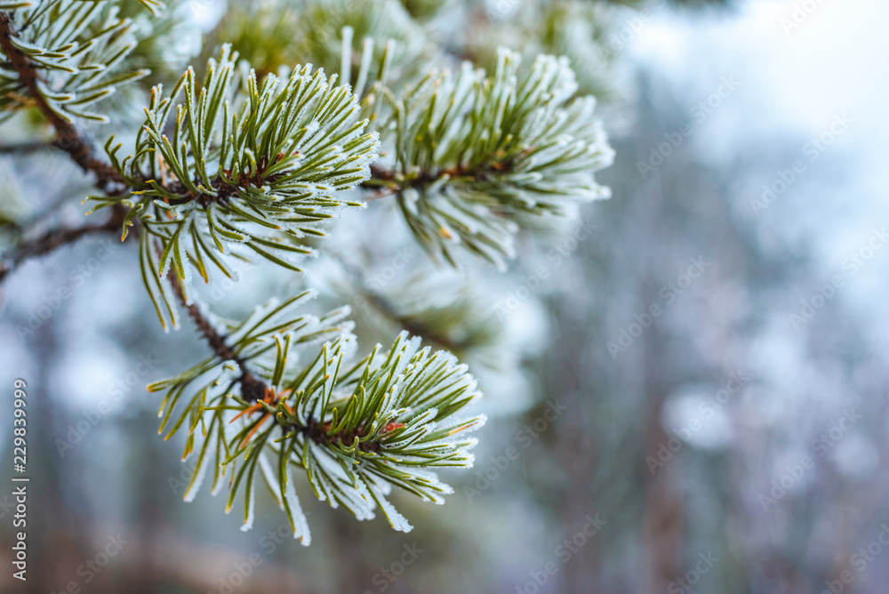 Pine green branches in hoarfrost late fall Pine green branches in hoarfrost late fall
