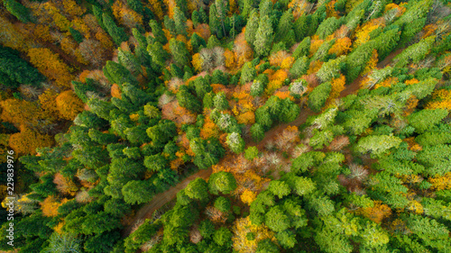 Aerial drone view of autumn colors flying over a forest