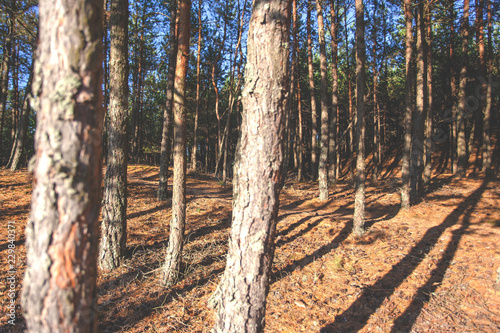 Fototapeta Naklejka Na Ścianę i Meble -  the sun's rays in a wild pine forest, toned