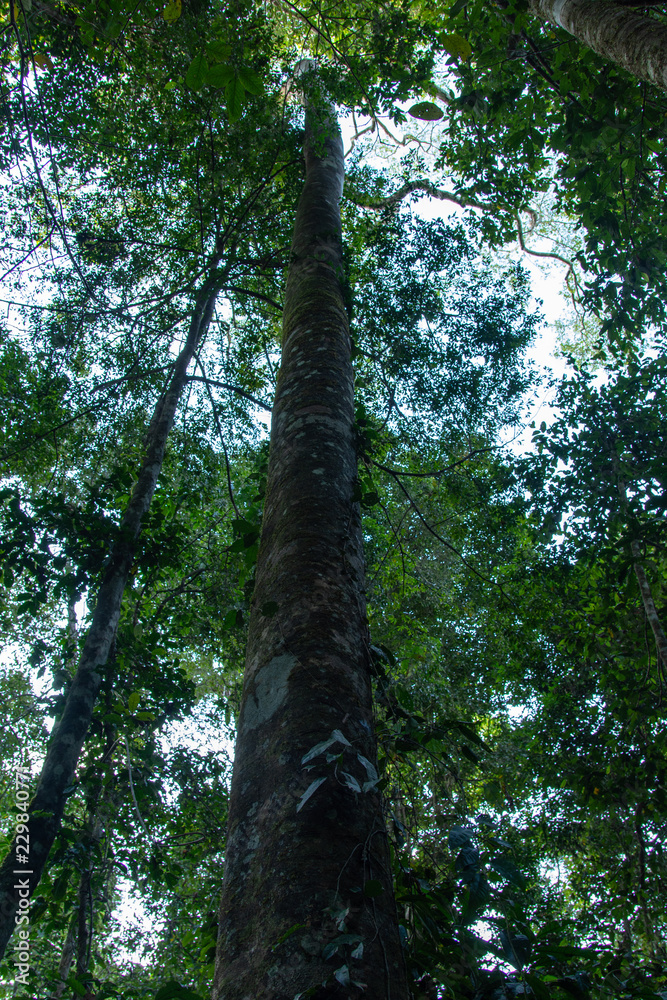Fototapeta premium Tall Tree in the Amazon forest