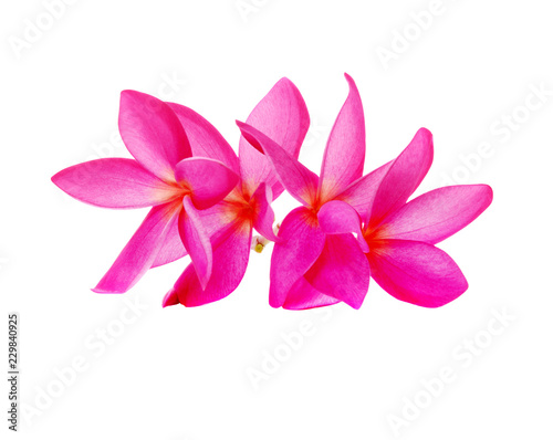 Pink Frangipani flower isolated on white background © nathanipha99