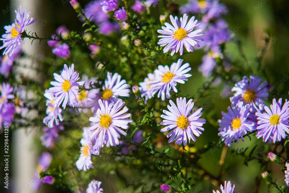 flowers in the garden flowers in the garden