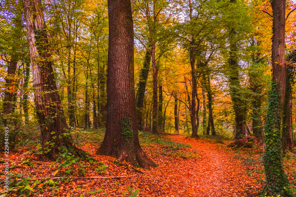 Obraz premium View of a footpath covered with colorful autum leaves in the forested part of the famous Maksimir park in Zagreb, Croatia. Beautiful autumn scenery