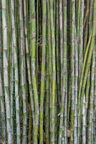 green short bamboo