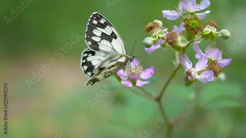 Cinematic footage from a butterfly getting pollen photo