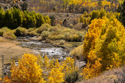 Aspen in fall along a Sierra stream. © Gary Saxe