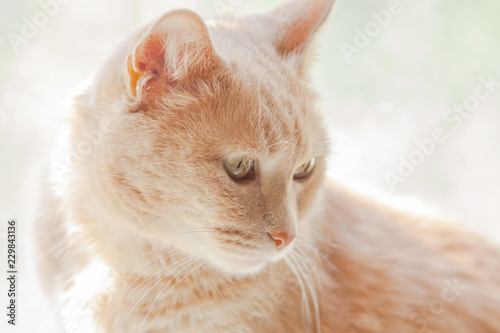 light red cat with honey eyes on the background of a Sunny window 