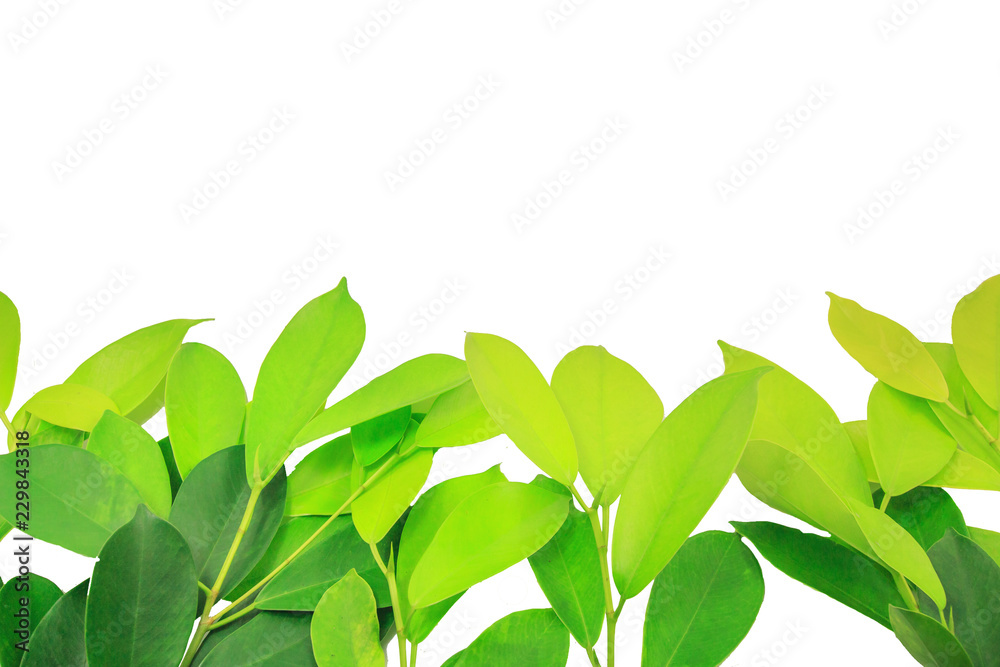 Fototapeta premium The leaves are light green on a white background.