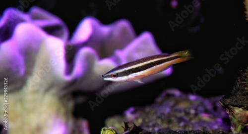 Yellowtail Cleaner Wrasse   (Larabicus sp.) photo