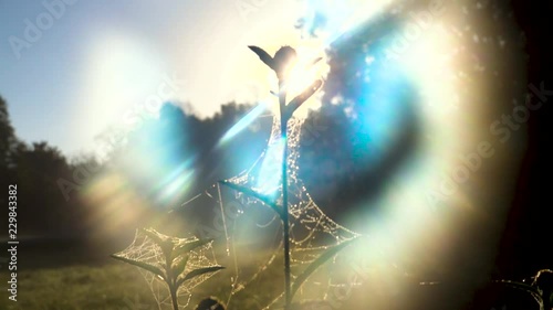 Stylistic texture ghostly silhouette shot of plant at sunrise sunset with refracted blue light and artistic movement