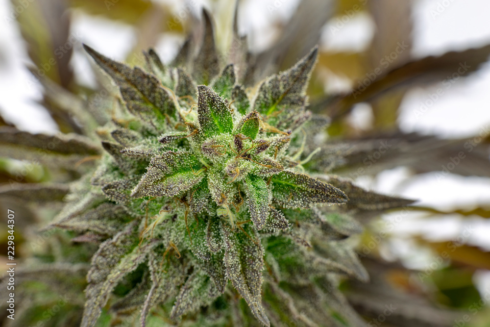 Dark leaves frame a macro view of a Black Lotus Kush bud. Dark leaves frame a macro view of a Black Lotus Kush bud.