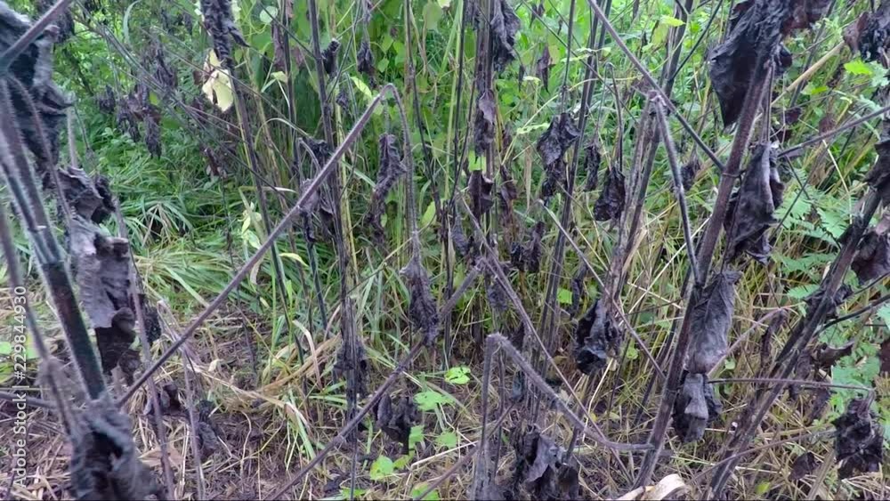 Small tree that are burnt. Small tree that are burnt.