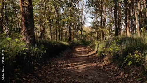 Backward slow motion movement drone footage on a forest trail with colorful trees and leaves on the ground on a sunny autumn day photo