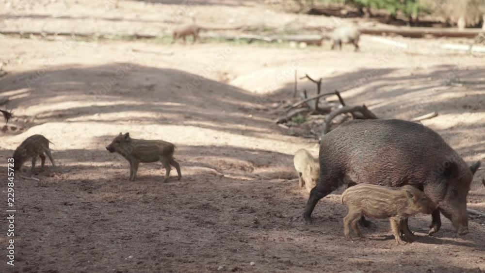 Boar family running around in the forest Boar family running around in the forest