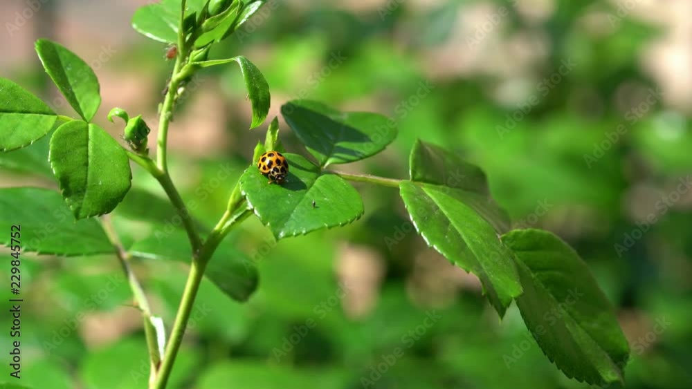 An Asian Ladybug cleaning itself on a rose leaf in spring time in Australia. 4k footage. An Asian Ladybug cleaning itself on a rose leaf in spring time in Australia. 4k footage.
