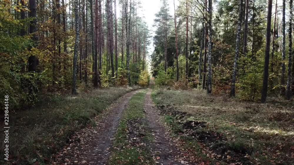 forest, trees, birch, oak, beech, path, dirt road, autumn, autumn colors, trees, shrubs forest, trees, birch, oak, beech, path, dirt road, autumn, autumn colors, trees, shrubs