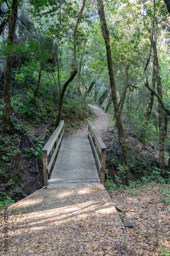Nature Trail, Monte Bello Open Space Preserve, Stevens Creek, San Francisco Bay Area, CA