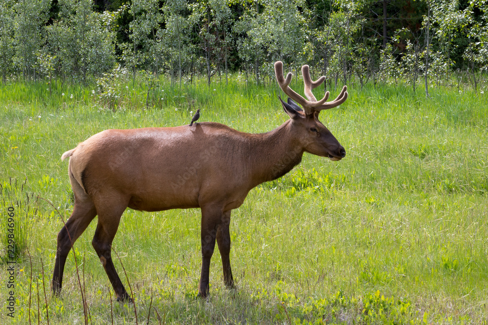 Young Male Elk with Bird Sitting on Back Young Male Elk with Bird Sitting on Back