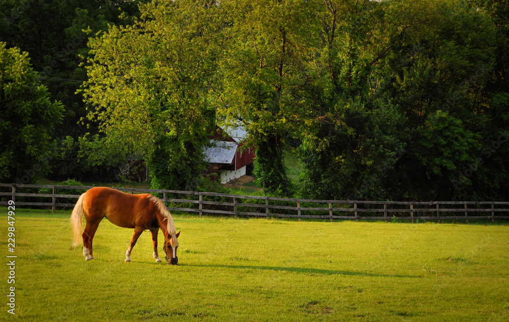 Naklejka premium Horse grazing