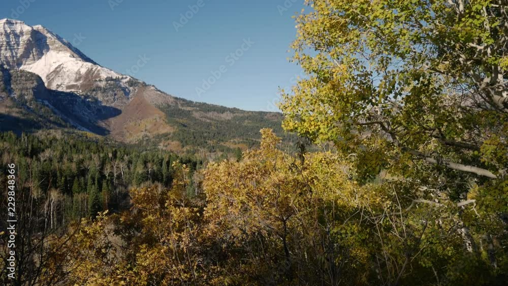 Panoramic view of a snow-capped mountain beyond the autumn colors of a vast forest Panoramic view of a snow-capped mountain beyond the autumn colors of a vast forest
