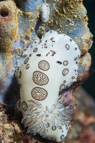 macro of two Jorunna funebris nudibranch. Adult and juvenile on a rock in Koh Tao island, Thailand. photo