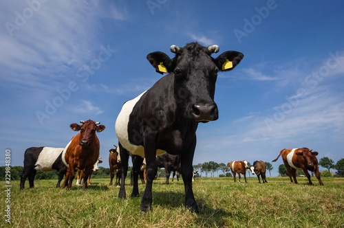 Lakenvelder Rinder auf einer Viehweide, Nahaufnahme mit Weitwinkelobjektiv