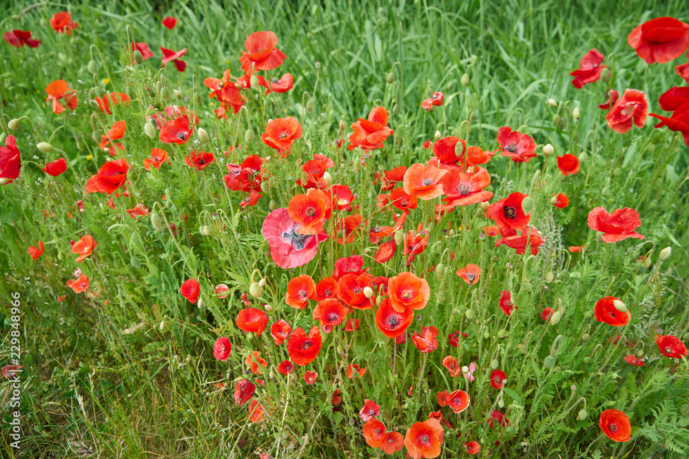 Poppy Blossoms in a Field. A shot of wild poppies in a rural setting. 

